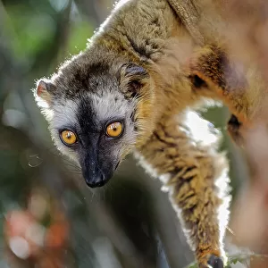 Red-fronted brown lemur (Eulemur rufus) female, portrait, Kirindy Forest, Madagascar