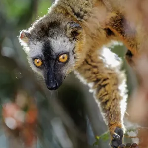 Red-fronted brown lemur (Eulemur rufus) female, portrait, Kirindy Forest, Madagascar Red-fronted brown lemur (Eulemur rufus) female, portrait, Kirindy Forest, Madagascar