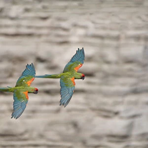 Red-fronted macaw (Ara rubrogenys) two in flight, Red-fronted Macaw Community Nature Reserve