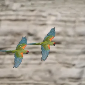 Red-fronted Macaw Print - In-flight Pair Red-fronted Macaw Print - In-flight Pair