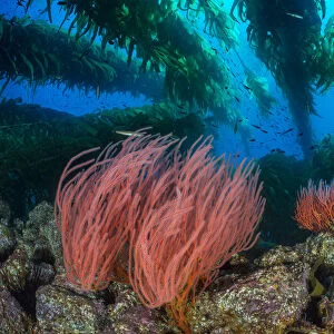 Red gorgonians (Lophogorgia chilensis) growing beneath a Giant kelp (Macrocystis pyrifera) forest