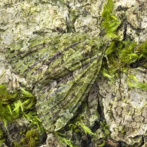 Red-green carpet moth (Chloroclysta siterata). Peak District National Park, Derbyshire Red-green carpet moth (Chloroclysta siterata). Peak District National Park, Derbyshire