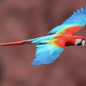 Red and green macaw in flight print Red and green macaw in flight print
