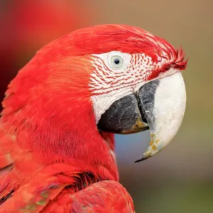Red and green macaw head portrait print Red and green macaw head portrait print