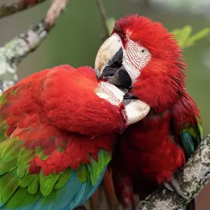 Two Red and green macaws (Ara chloropterus) perched on branch, one preening the other, Burraco das Araras, Pantanal wetlands, Mato Grosso do Sul, Brazil Two Red and green macaws (Ara chloropterus) perched on branch, one preening the other, Burraco das Araras, Pantanal wetlands, Mato Grosso do Sul, Brazil