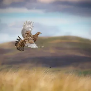 Red grouse (Lagopus lagopus) in flight over moorland, Yorkshire, UK. September Red grouse (Lagopus lagopus) in flight over moorland, Yorkshire, UK. September