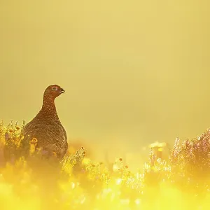 Red grouse (Lagopus lagopus) on moorland at sunrise, Peak District National Park, UK. August Red grouse (Lagopus lagopus) on moorland at sunrise, Peak District National Park, UK. August