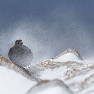 Red Grouse (Lagopus lagopus scoticus) male on rock in swirling spindrift of snow