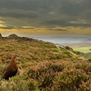 Red grouse (Lagopus lagopus scoticus) on heather moorland, Peak District NP, UK Red grouse (Lagopus lagopus scoticus) on heather moorland, Peak District NP, UK