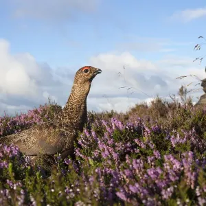 Red grouse (Lagopus lagopus scoticus) on heather moorland, Derwent Edge, Peak District Red grouse (Lagopus lagopus scoticus) on heather moorland, Derwent Edge, Peak District