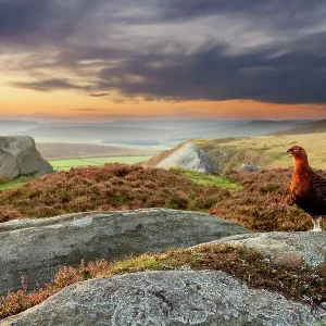 Red grouse (Lagopus lagopus scoticus) on heather moorland showing habitat, Peak District National Park, UK, September Red grouse (Lagopus lagopus scoticus) on heather moorland showing habitat, Peak District National Park, UK, September