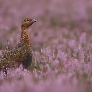 Red grouse (Lagopus lagopus scoticus) male amongst purple flowering heather, Peak district Red grouse (Lagopus lagopus scoticus) male amongst purple flowering heather, Peak district