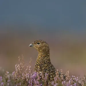 Red grouse (Lagopus lagopus scoticus) portrait of female, in purple heather, Peak District Red grouse (Lagopus lagopus scoticus) portrait of female, in purple heather, Peak District