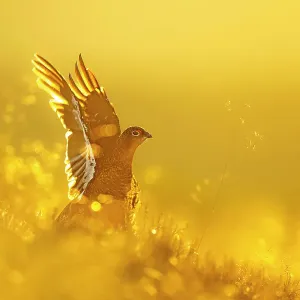 Red grouse (Lagopus lagopus) stretching wings at sunrise, Peak District National Park, UK. August Red grouse (Lagopus lagopus) stretching wings at sunrise, Peak District National Park, UK. August
