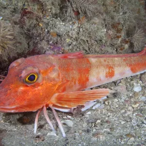 Red Gurnard (Aspitrigla / Chelidonichthys cuculus). Les Dents, Sark, British Channel Islands, July Red Gurnard (Aspitrigla / Chelidonichthys cuculus). Les Dents, Sark, British Channel Islands, July