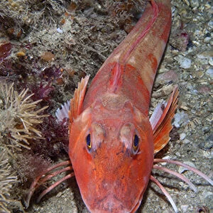 Red Gurnard (Aspitrigla / Chelidonichthys cuculus). Les Dents, Sark, British Channel Islands, July