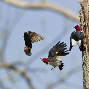 Red-headed woodpeckers (Melanerpes erythrocephalus), pair fighting with European Starling