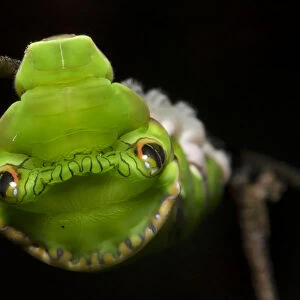 Red Helen swallowtail butterfly caterpillar (Papilio helenus) showing snake mimicry