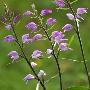 Red helleborine (Cephalanthera rubra) in flower, Lorraine, France, June