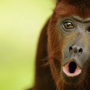 Red howler monkey (Alouatta seniculus) howling, captive