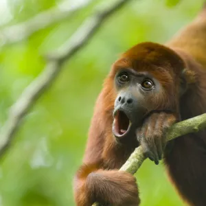 Red howler monkey (Alouatta seniculus) howling, captive, digitally modified