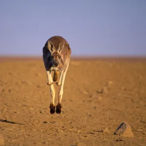 Red kangaroo male bounding towards camera