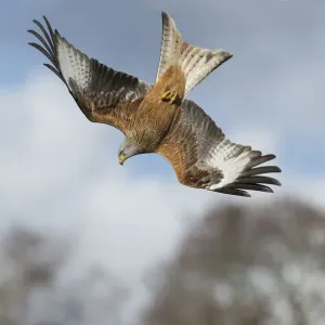 Red kite (Milvus milvus) in a dive, Gigrin Farm, Rhayader, Wales, UK April Red kite (Milvus milvus) in a dive, Gigrin Farm, Rhayader, Wales, UK April