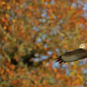 Images Dated 2011 November: 13 Nov 2011