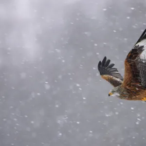 Red kite (Milvus milvus) in flight in the snow, Wales, February