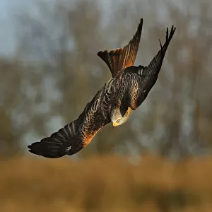 Red Kite (Milvus milvus) in flight, Wales, UK, November. 2020VISION Exhibition