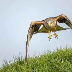 Águila calzada (Milvus milvus) aterrizando en hierba, Marlborough Downs, Wiltshire, Reino Unido. Enero. Águila calzada (Milvus milvus) aterrizando en hierba, Marlborough Downs, Wiltshire, Reino Unido. Enero.