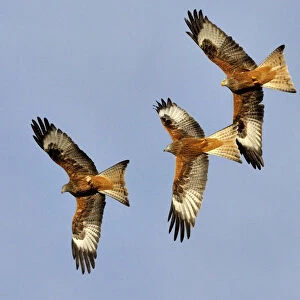 Three Red Kites (Milvus milvus) chasing each other in flight. Wales, UK. November