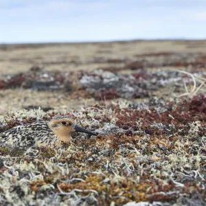 Red knot (Calidris canutus rogersi) incubating nest on a coastal gravel spit. Chukotka, Russia