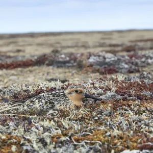 Red Knot Print: Incubating Nest on Coastal Gravel Spit