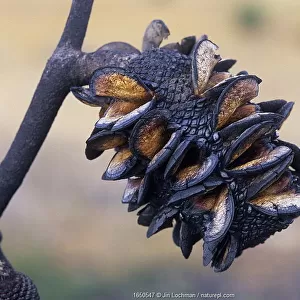 Red lantern banksia (Banksia caleyi), a pyrophile which opens its cones to release seeds