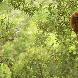 Red leaf monkey (Presbytis rubicunda) female feeding in Strangler fig tree (Ficus