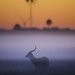 Red lechwe (Kobus leche) silhouetted at sunrise, Okavango Delta, Botswana