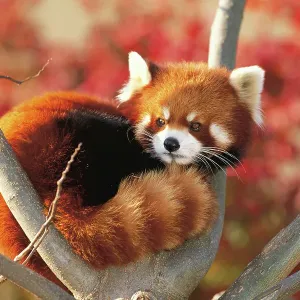 Oso panda rojo / menor (Ailurus fulgens) enrollado en un árbol, cautivo, Oji Zoo, Japón. Oso panda rojo / menor (Ailurus fulgens) enrollado en un árbol, cautivo, Oji Zoo, Japón.