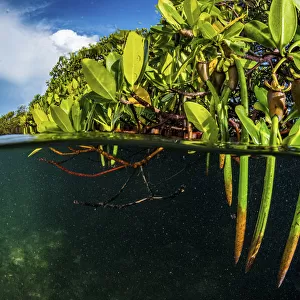 Red mangrove (Rhizophora mangle) propagules / plantlets which become fully mature plants