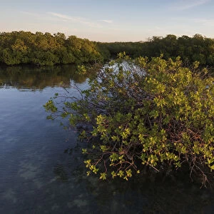 Red Mangrove (Rhizophora mangle) forest, Cienaga de Zapata National Park