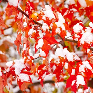 Red Maple (Acer rubrum) leaves covered with early snow in autumn. Ithaca, New York, USA, October
