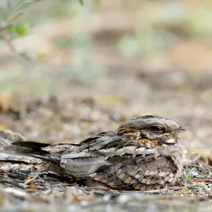 Red-necked nightjar on nest with eggs, Print Red-necked nightjar on nest with eggs, Print