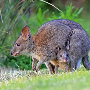 Red-necked pademelon (Thylogale thetis), female and baby, Queensland, Australia