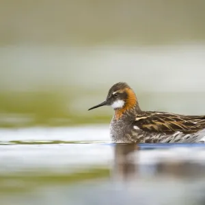 Red-necked phalarope (Phalaropus lobatus) male on the water. Shetland Islands, Scotland Red-necked phalarope (Phalaropus lobatus) male on the water. Shetland Islands, Scotland