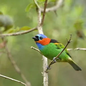 Red-necked tanager (Tangara cyanocephala) perched, Serra Bonita Private Natural Heritage Red-necked tanager (Tangara cyanocephala) perched, Serra Bonita Private Natural Heritage