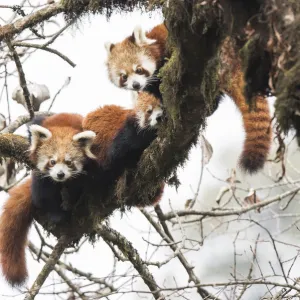 Red panda (Ailurus fulgens) family, adult female and two subadult juveniles, rest