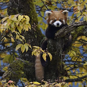 Red panda (Ailurus fulgens) in the humid montane mixed forest, Laba He National Nature Reserve