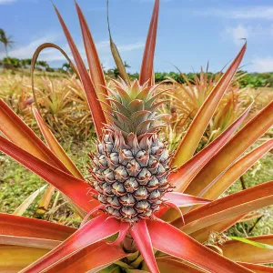 Red Pineapple Print, Maui, Hawaii Red Pineapple Print, Maui, Hawaii