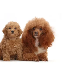 Red Poodle father and Labradoodle puppy