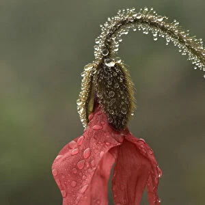 Red poppywort (Meconopsis punicea), raindrops on flower and stem. Medicinal plant in Tibet